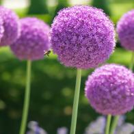 Purple Flowering Allium