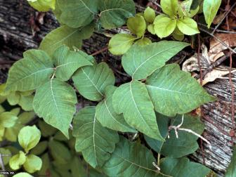 Toxicodendron radicans  (03) Leaf