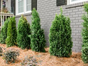 Easy Exterior Updates: Plant Evergreens