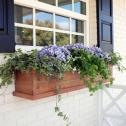 Window Box With Pansies