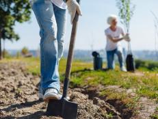 Planting a Tree