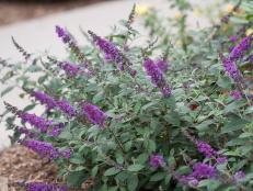 Dwarf Butterfly Bush