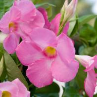 Sun Parasol Mandevilla Vine