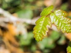 Shiny Pacific Poison oak (Toxicodendron diversilobum) leaves, California