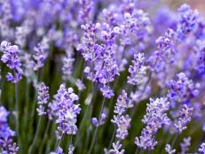 Lavender Flowers