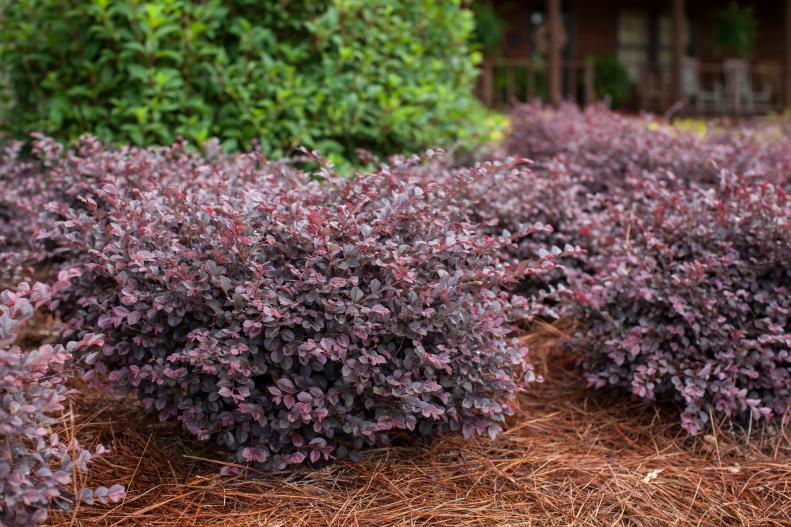 Lorolpetalum 'Crimson Fire' Fringe Flower growing in the landscape.