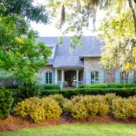 A row of abelia shrubs in front of a house.