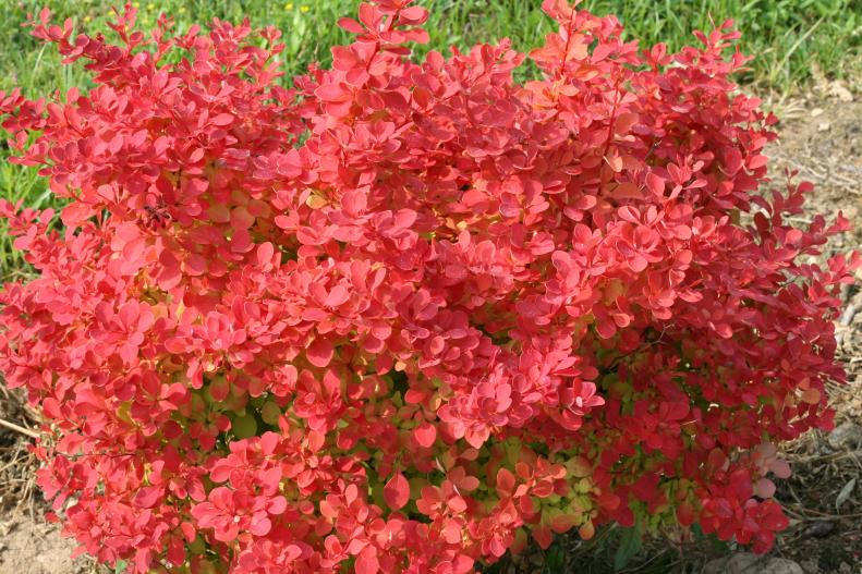 A 'Sunjoy' barberry bush in the landscape