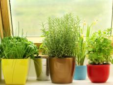 herbs growing on window