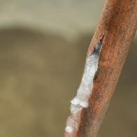 Looking down on a frozen copper water supply line, that has split and leaked water onto the basement floor